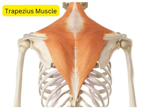 trapezius muscle tear test|upper trapezius test.